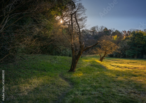 Awakening of trees