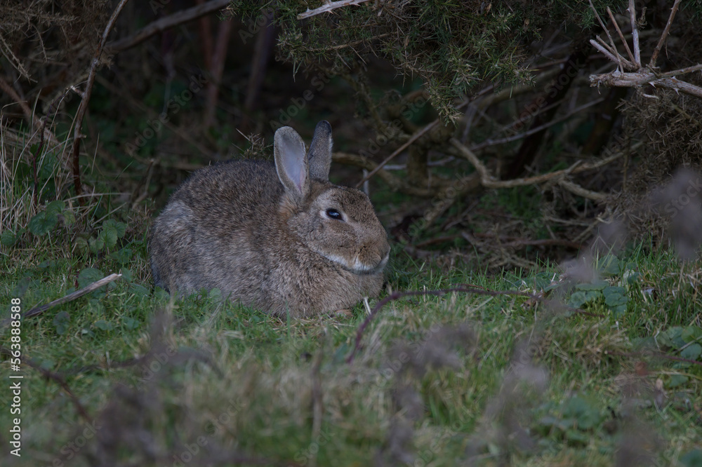 Wild Rabbit Wild Rabbit