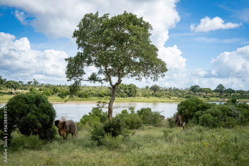 A panoramic view of elephants in lush foliage next to a river with a tree against white clouds in a bright blue sky.