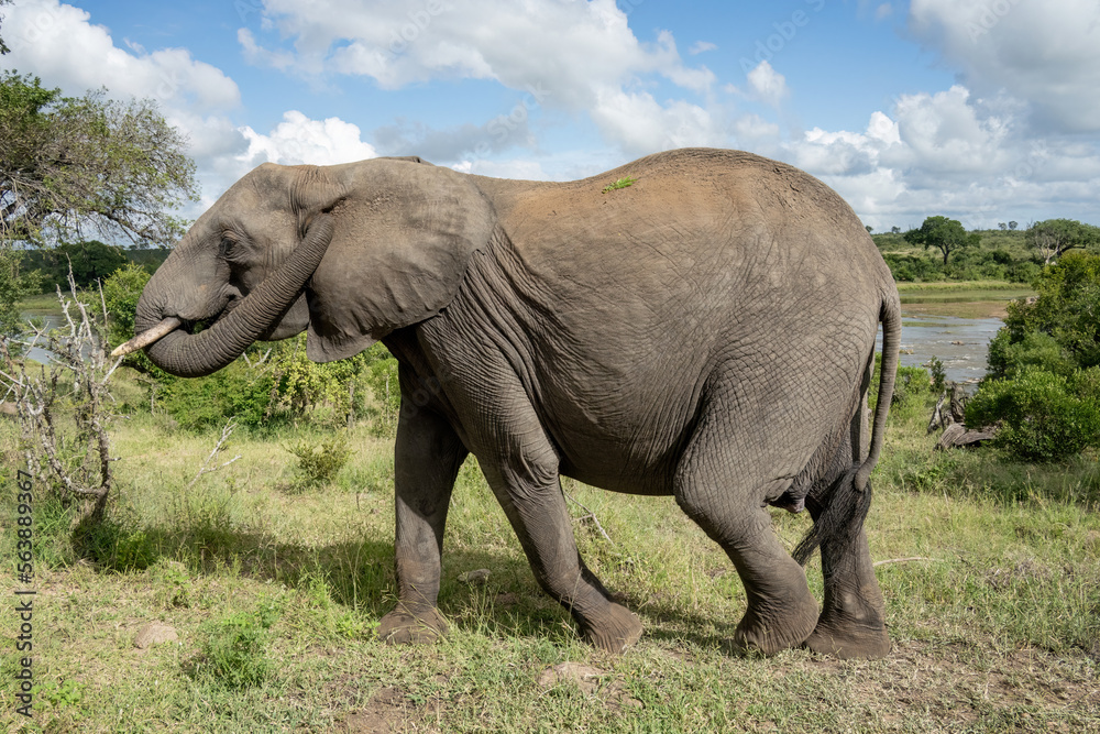 An African elephant standing in the green bush of the Kruger National Park is trying to scratch the inside of its ear with its trunk. An African elephant standing in the green bush of the Kruger National Park is trying to scratch the inside of its ear with its trunk.