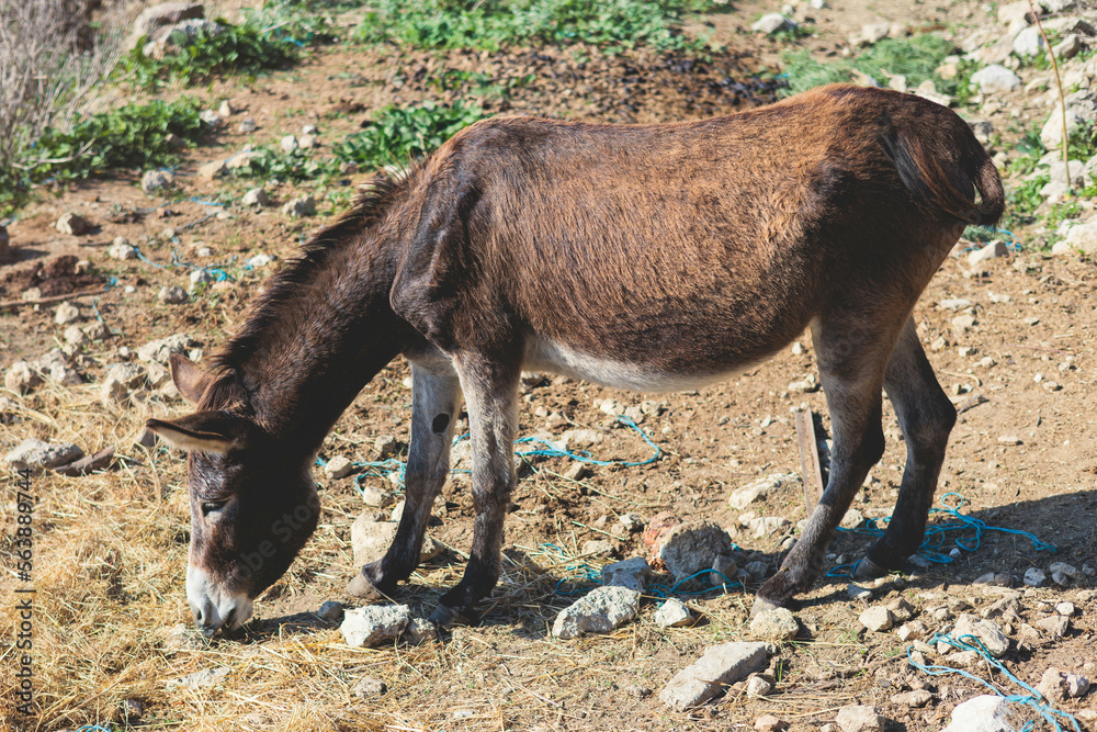 Fototapeta premium Portrait of a Donkey on a farm, a herd drove group of beautiful adult and baby Donkeys pasturing and eating hay in a countryside of Corfu island, Kerkyra, Greece, Ionian sea, in a summer sunny day