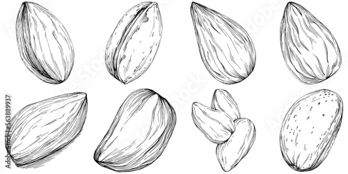 Almond hand-drawn Vector Illustration isolated on white background. Retro style farm product for restaurant menu, market label, logo, emblem and kitchen design. Decoration for food.
