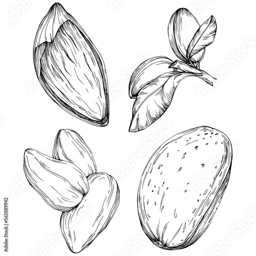 Almond hand-drawn Vector Illustration isolated on white background. Retro style farm product for restaurant menu, market label, logo, emblem and kitchen design. Decoration for food.