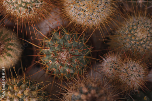 set of cactus © Vicky