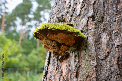Fototapeta Naklejka Na Ścianę i Meble -  Grzyb z mchem na korze w lesie