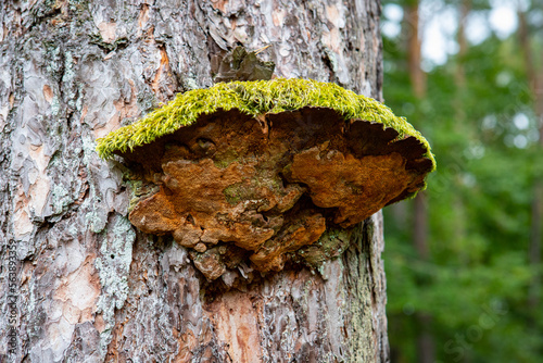 Fototapeta Naklejka Na Ścianę i Meble -  Grzyb z mchem na korze w lesie