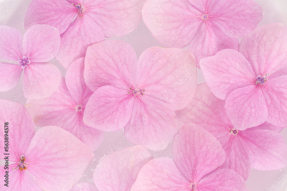 Pink hydrangea flowers background Pink hydrangea flowers background
