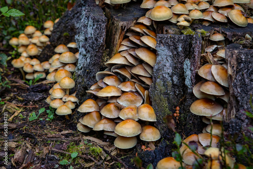 Fototapeta Naklejka Na Ścianę i Meble -  Grzyby na pniu ściętego drzewa