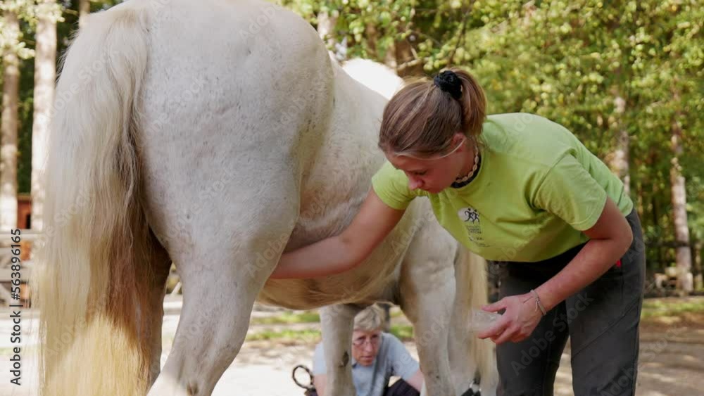 Woman caring for horses wounds, applying a cream on them, white horse patiently standing still waiting for woman to finish Woman caring for horses wounds, applying a cream on them, white horse patiently standing still waiting for woman to finish