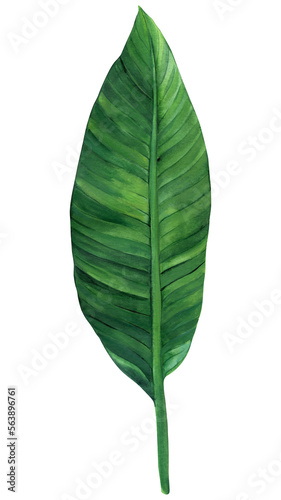 green leaf  watercolor painting isolated  botanical illustration  tropical flora  jungle design