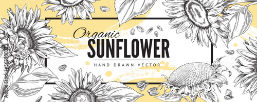 Organic sunflower plant banner in hand drawn sketch style, vector illustration.
