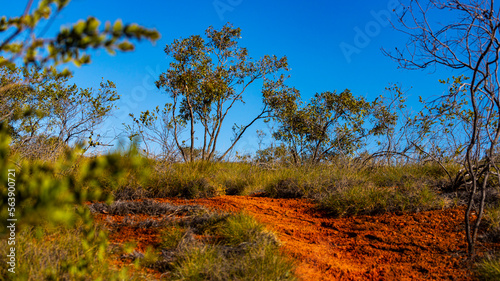 red dirt path through the bush in western australia  the road to nowhere in the australian outback near exmouth in cape range national park