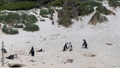 Group of penguins in boulders beach, Cape Town, South Africa photo