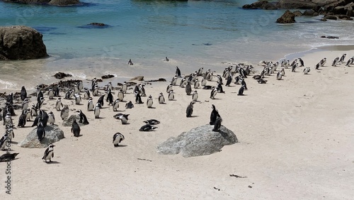 Group of penguins in boulders beach, Cape Town, South Africa