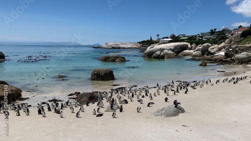 Group of penguins in boulders beach, Cape Town, South Africa