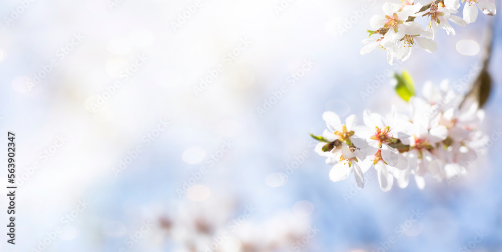 Spring background with blooming almond tree and sunlight