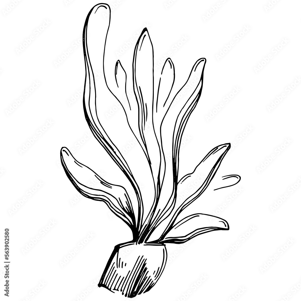 Hand drawn corals isolated on white. Sketch drawing