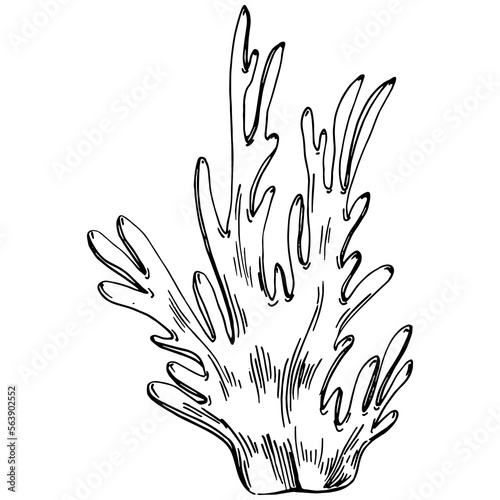 Hand drawn corals isolated on white. Sketch drawing