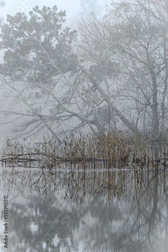 Wallpaper Mural A flooded lake has left grasses stranded in water on a foggy morning. Torontodigital.ca