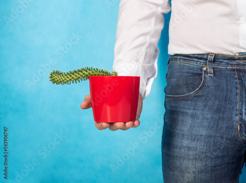 A man holds a red pot with a cactus in his hand on a blue background. The concept of treatment of psychosomatic problems in sexology, weak erection, viagra. Close-up photo