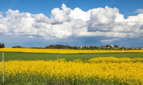 Rapeseed, canola or colza field in Latin Brassica Napus photo