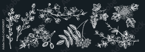 Flowering branches vintage collection. Cherry, almond, willow, rowan, currant, japanese quince, guelder rose in flowers sketches. Botanical vector illustrations of spring trees on chalkboard