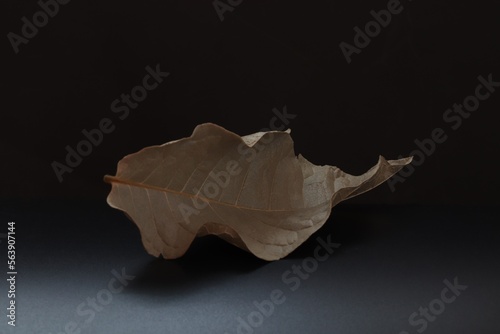 dry leaves on black background