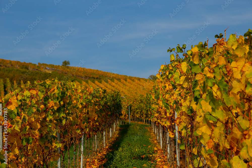 Naklejka premium Weinberge Reben Winzer