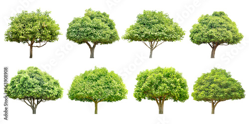 Collection Trees and bonsai green leaves and light yellow. (png) Total 8 trees. 