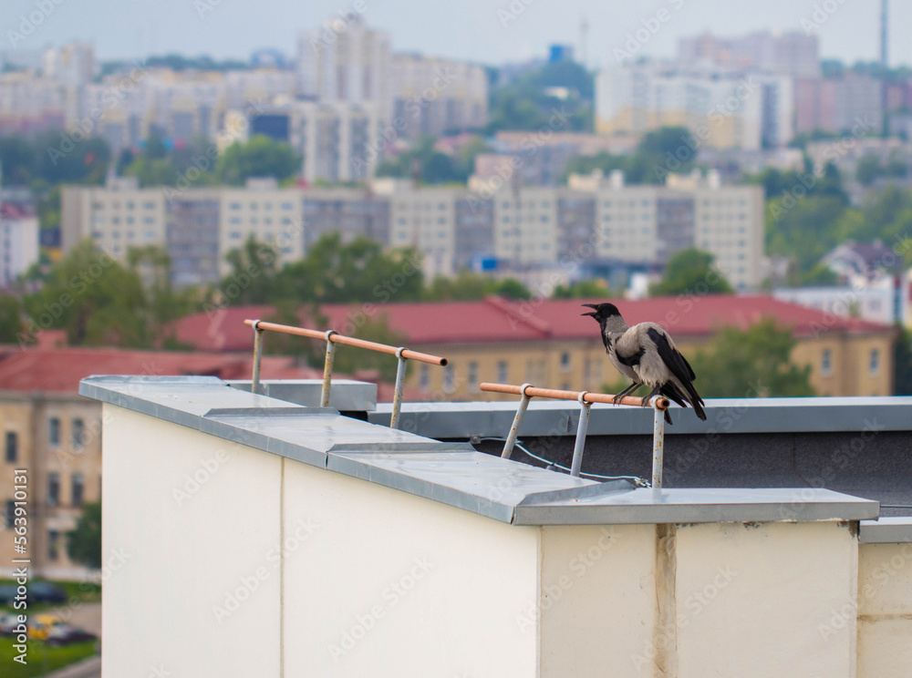 Fototapeta premium Two crows, a female and a male, are sitting on the roof of a house in the city. Black bird. Copy space for text