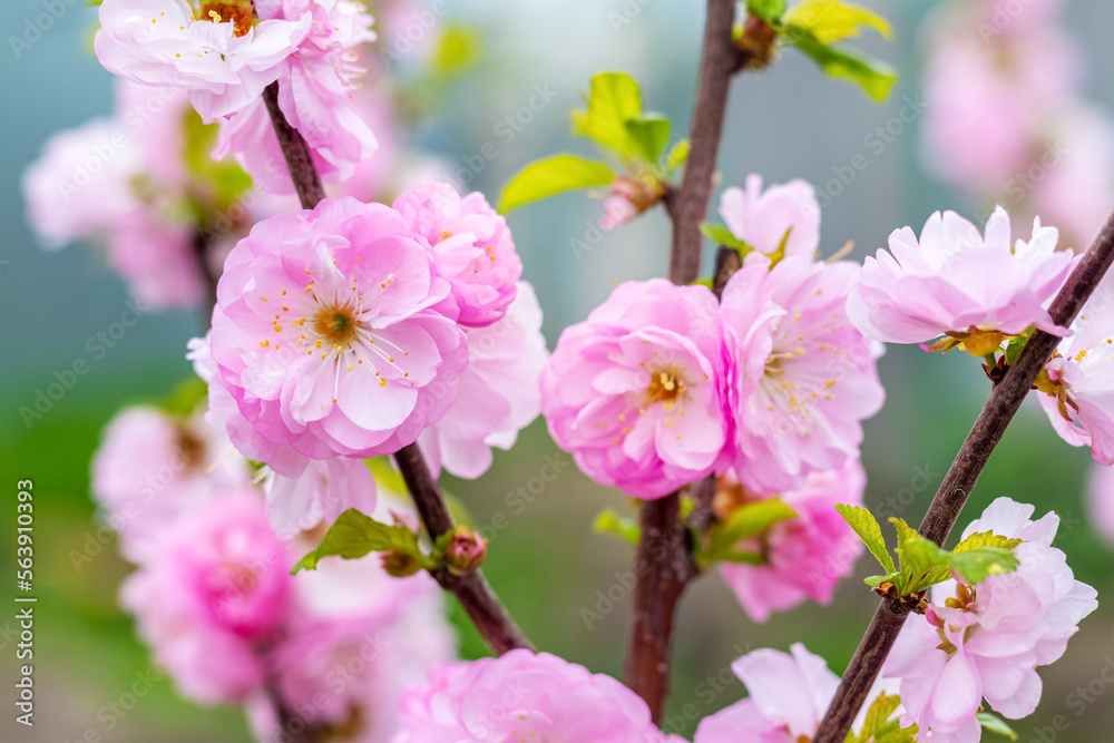 Obraz premium Sakura flowering. Large lush sakura flowers on a tree on a dark background in sunny weather