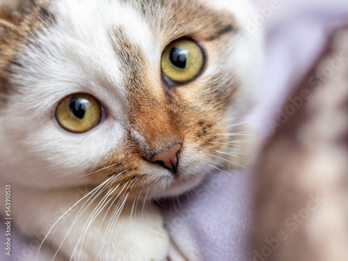 A close-up of a white spotted cat with an attentive focused gaze. A cat with a cute look
