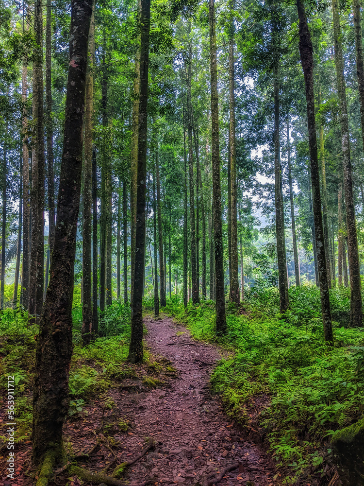 Fototapeta premium path in the forest