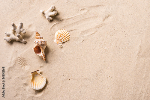 Seashells  on beach sand
