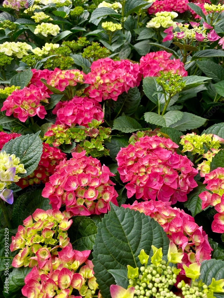 Fototapeta premium Bright colorful bush of Hortensia flowers half-full blossom. Blooming hydrangea close-up. Hydrangea in the botanical garden.