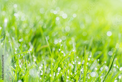 Rainy grass. Summer day. Nature beauty. Fresh cover of green grass lawn with shiny clear drops of water blur.