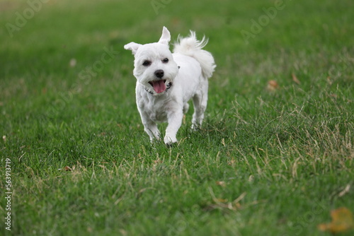 white dog running