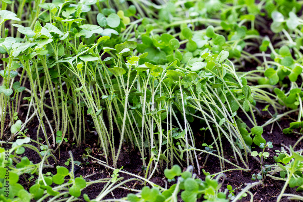 Green plant oil radish. A plant that sits in the soil in a greenhouse for autumn or winter. Soil fertilizer. Green plant oil radish. A plant that sits in the soil in a greenhouse for autumn or winter. Soil fertilizer.