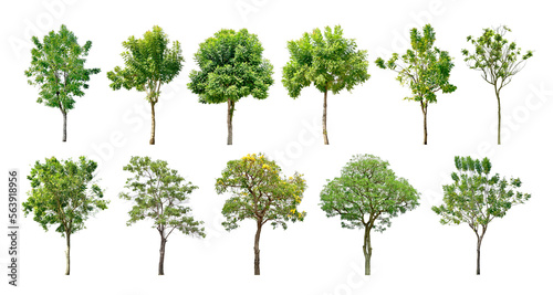 Collection Trees green leaves and some with yellow flowers. total 12 trees.  png 