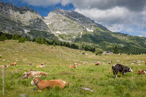 Beautiful nature. Grazing cows with an amazing view of mountain hiking trail road. Italy Malga Montasio Forca Disteis © ILLYA