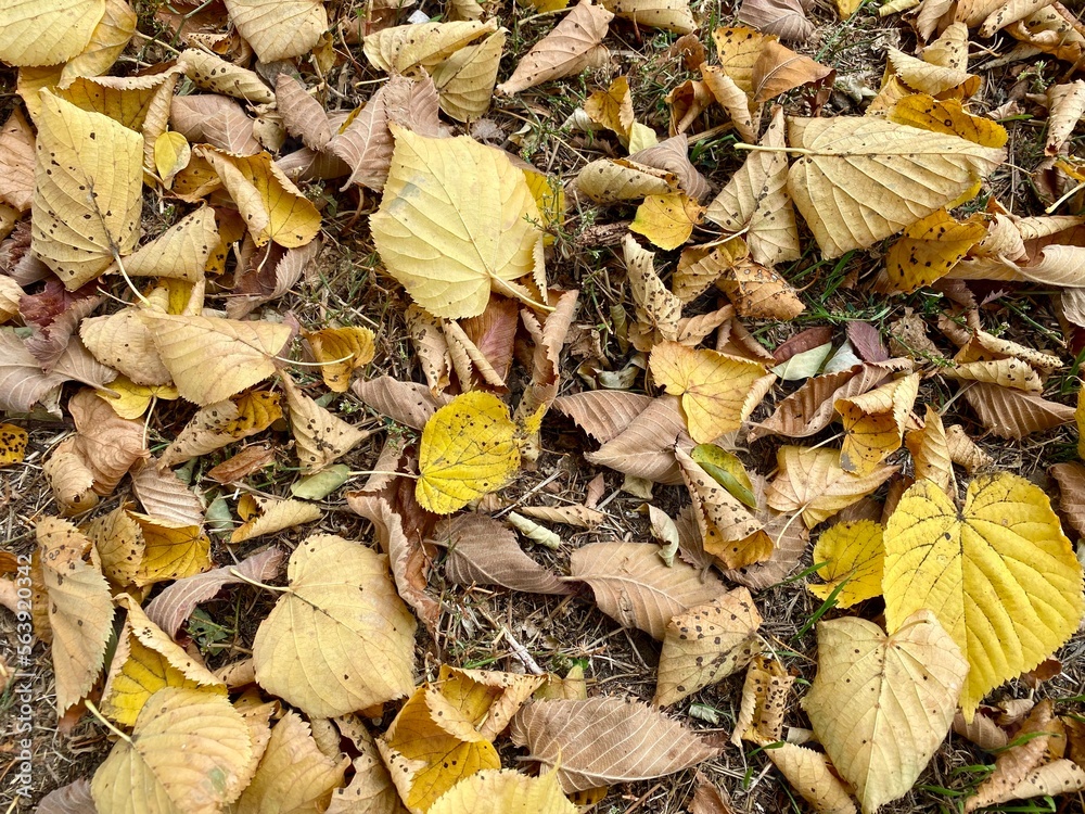 Dry autumn leaves background, green grass and dry leaves, perfect eco concept background, fall, ecology, natural Dry autumn leaves background, green grass and dry leaves, perfect eco concept background, fall, ecology, natural