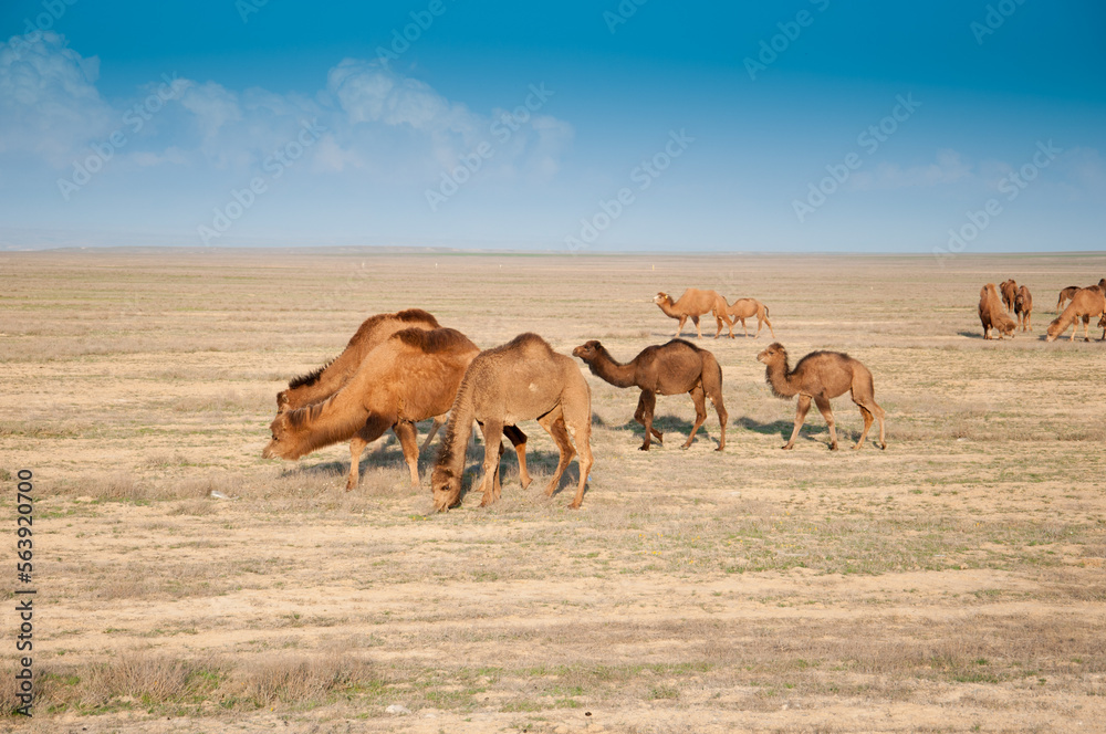 Fototapeta premium Camels on the way are looking for fresh grass to eat, graze in the steppes, heat, drought, Kazakhstani steppes.
