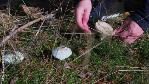 To pick mushrooms. Go mushrooms. Hand picks a mushroom
