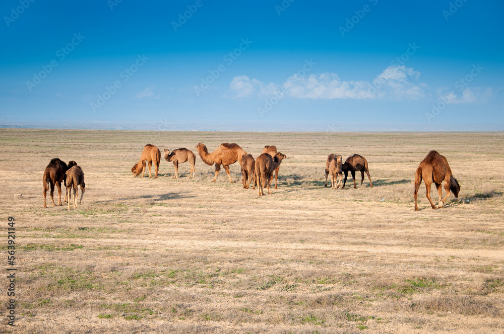 Camels on the way are looking for fresh grass to eat, graze in the steppes, heat, drought, Kazakhstani steppes. Camels on the way are looking for fresh grass to eat, graze in the steppes, heat, drought, Kazakhstani steppes.