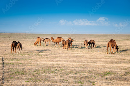 Camels on the way are looking for fresh grass to eat  graze in the steppes  heat  drought  Kazakhstani steppes.