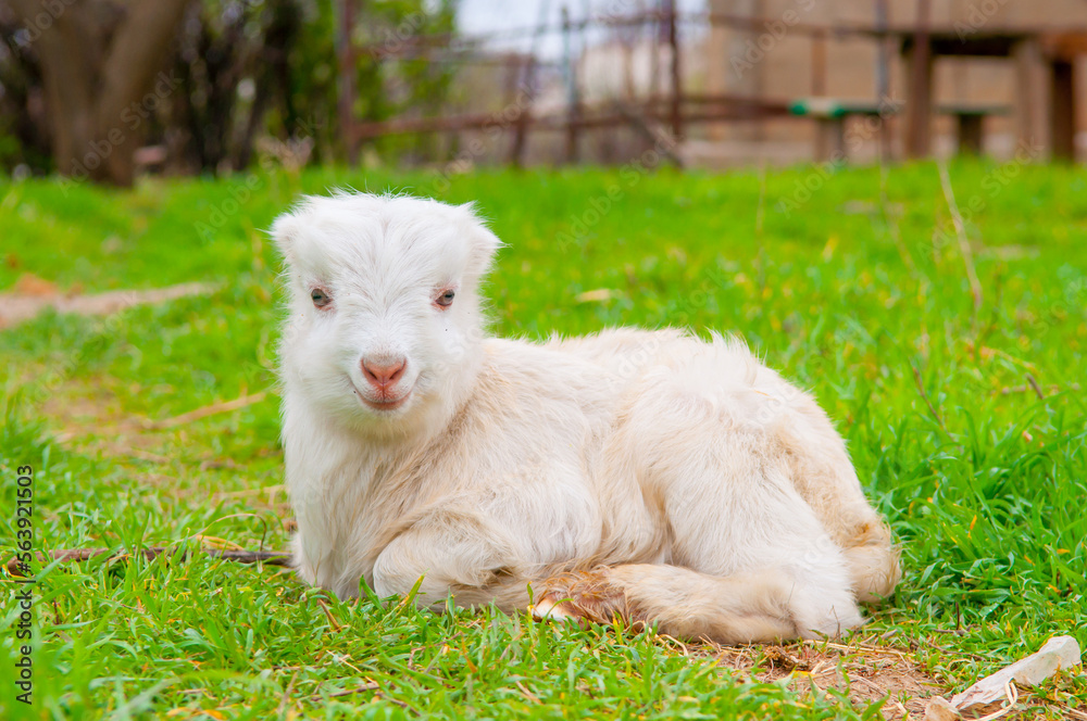 Goats graze in the pasture. A little goat runs along the green spring grass. Goats graze in the pasture. A little goat runs along the green spring grass.