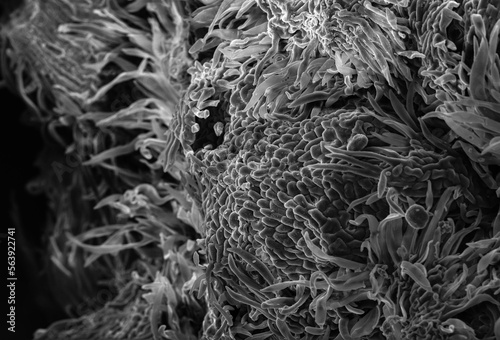 Fotografi SEM microscopic image of a flower