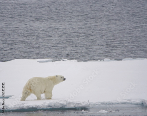Polarbear on pack ice