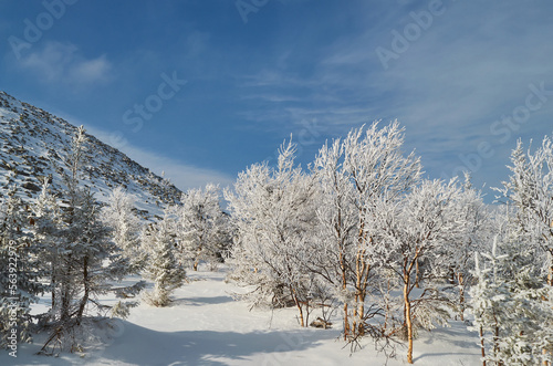 beautiful winter trees covered with snow. trees in frost. forest in winter on the mountain. beautiful view of the snowy mountains