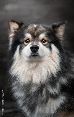 Portrait of Finnish Lapphund dog